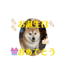 柴犬サクラ其の漆（個別スタンプ：9）