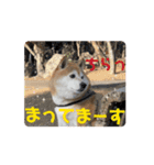 柴犬サクラ其の漆（個別スタンプ：12）