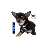 岡部の武蔵（個別スタンプ：11）