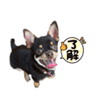 岡部の武蔵（個別スタンプ：23）