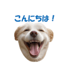 元気にはしゃぐワンちゃんたち（個別スタンプ：1）