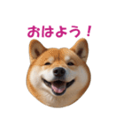 元気にはしゃぐワンちゃんたち（個別スタンプ：2）