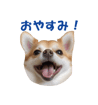 元気にはしゃぐワンちゃんたち（個別スタンプ：3）