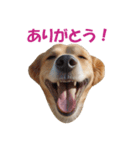 元気にはしゃぐワンちゃんたち（個別スタンプ：4）
