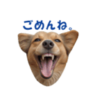 元気にはしゃぐワンちゃんたち（個別スタンプ：5）