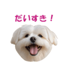 元気にはしゃぐワンちゃんたち（個別スタンプ：6）