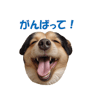 元気にはしゃぐワンちゃんたち（個別スタンプ：7）