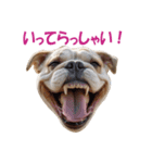 元気にはしゃぐワンちゃんたち（個別スタンプ：8）