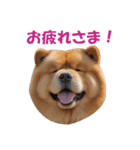 元気にはしゃぐワンちゃんたち（個別スタンプ：10）