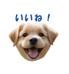 元気にはしゃぐワンちゃんたち（個別スタンプ：11）