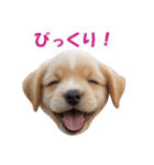 元気にはしゃぐワンちゃんたち（個別スタンプ：12）