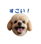 元気にはしゃぐワンちゃんたち（個別スタンプ：13）
