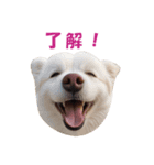 元気にはしゃぐワンちゃんたち（個別スタンプ：14）
