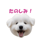 元気にはしゃぐワンちゃんたち（個別スタンプ：18）