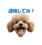 元気にはしゃぐワンちゃんたち（個別スタンプ：19）