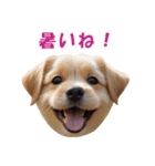 元気にはしゃぐワンちゃんたち（個別スタンプ：20）