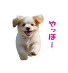 元気にはしゃぐワンちゃんたち（個別スタンプ：22）