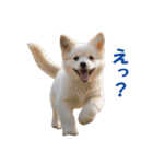 元気にはしゃぐワンちゃんたち（個別スタンプ：23）