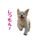 元気にはしゃぐワンちゃんたち（個別スタンプ：24）