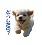 元気にはしゃぐワンちゃんたち（個別スタンプ：25）
