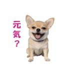 元気にはしゃぐワンちゃんたち（個別スタンプ：26）