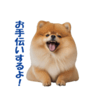 元気にはしゃぐワンちゃんたち（個別スタンプ：27）