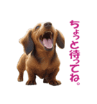 元気にはしゃぐワンちゃんたち（個別スタンプ：28）