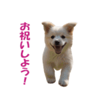 元気にはしゃぐワンちゃんたち（個別スタンプ：34）