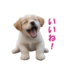 元気にはしゃぐワンちゃんたち（個別スタンプ：38）