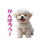 元気にはしゃぐワンちゃんたち（個別スタンプ：40）