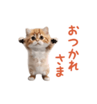 踊る！ダンス猫（個別スタンプ：1）