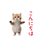 踊る！ダンス猫（個別スタンプ：6）