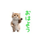 踊る！ダンス猫（個別スタンプ：7）