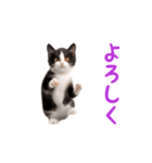 踊る！ダンス猫（個別スタンプ：16）