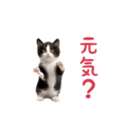 踊る！ダンス猫（個別スタンプ：17）