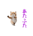 踊る！ダンス猫（個別スタンプ：18）