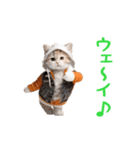 踊る！ダンス猫（個別スタンプ：23）