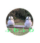 Kookaburra / ワライカワセミ（個別スタンプ：9）