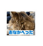 のるねこあもすたんぷ（てきとー1）（個別スタンプ：4）