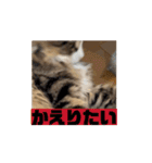 のるねこあもすたんぷ（てきとー1）（個別スタンプ：6）