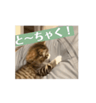 のるねこあもすたんぷ（てきとー1）（個別スタンプ：14）