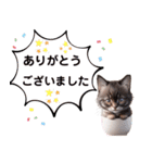 猫好きのずっと使える敬語スタンプ（個別スタンプ：15）