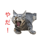ネオ・ザ・タロウ（個別スタンプ：4）