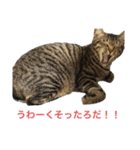 ネオ・ザ・タロウ（個別スタンプ：5）