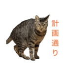 ネオ・ザ・タロウ（個別スタンプ：6）