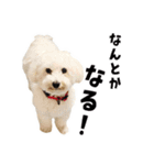 うちのいぬ our family - dog（個別スタンプ：1）