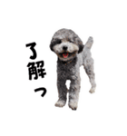 うちのいぬ our family - dog（個別スタンプ：2）