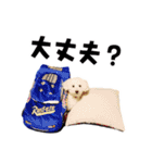 うちのいぬ our family - dog（個別スタンプ：3）