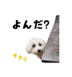 うちのいぬ our family - dog（個別スタンプ：5）