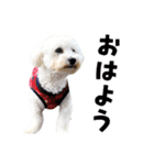 うちのいぬ our family - dog（個別スタンプ：10）